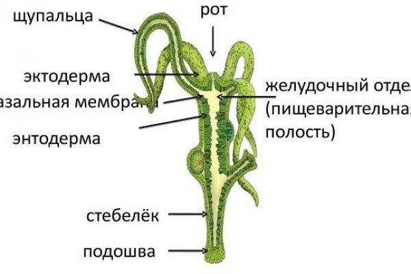 Ссылка на кракен через тор